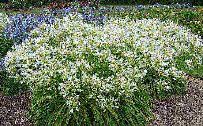 agapanthus planting and care in the open field in the suburbs