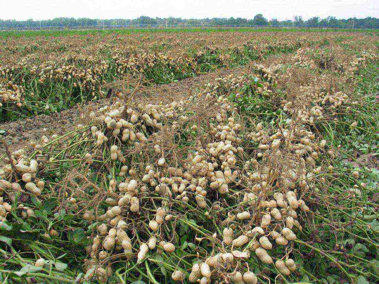 peanuts are grown in south america india china and myanmar