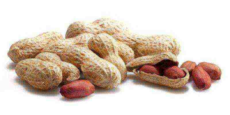 peanuts are grown in south america india china and myanmar