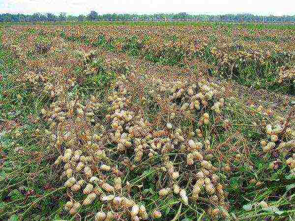 peanuts are grown in south america india china and myanmar