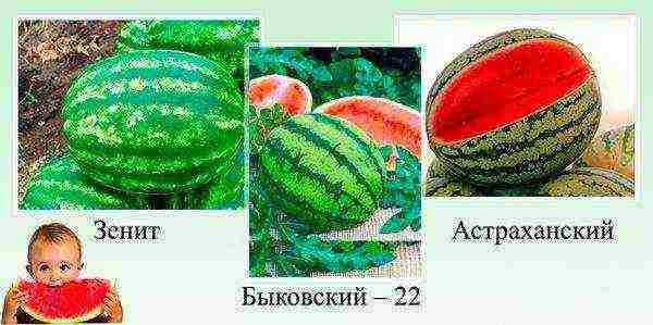 good varieties of watermelons