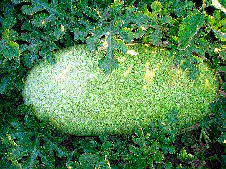 good varieties of watermelons