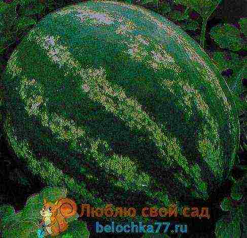 good varieties of watermelons