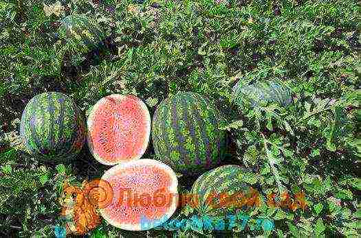 good varieties of watermelons