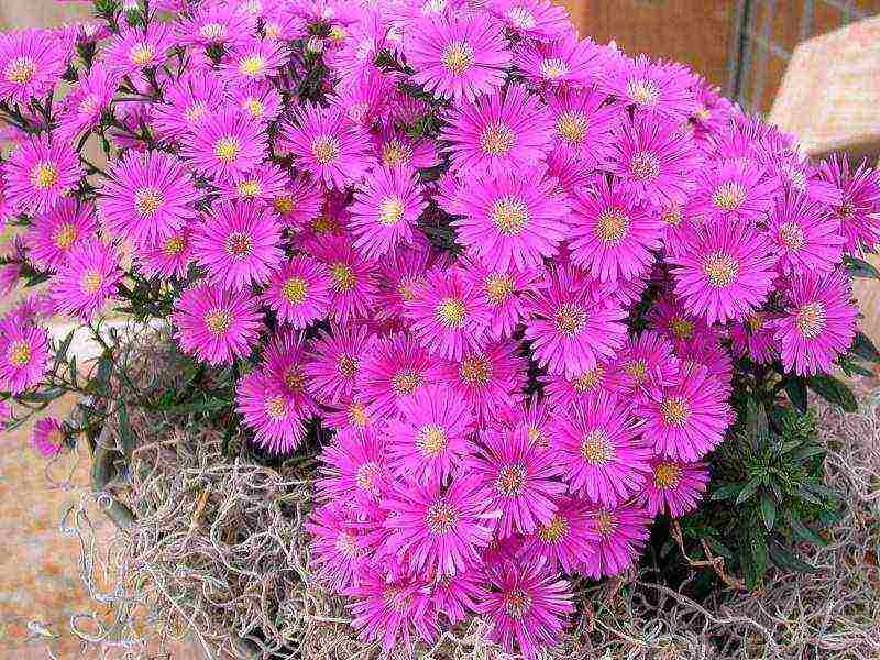 aster long-term planting and care in the open field in the fall