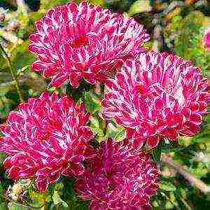 aster long-term planting and care in the open field in the fall