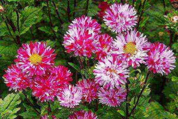 aster long-term planting and care in the open field in the fall