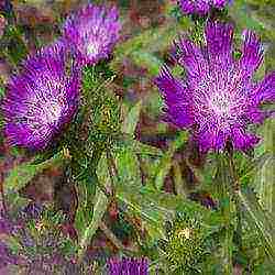 aster long-term planting and care in the open field in the fall