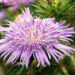 aster long-term planting and care in the open field in the fall