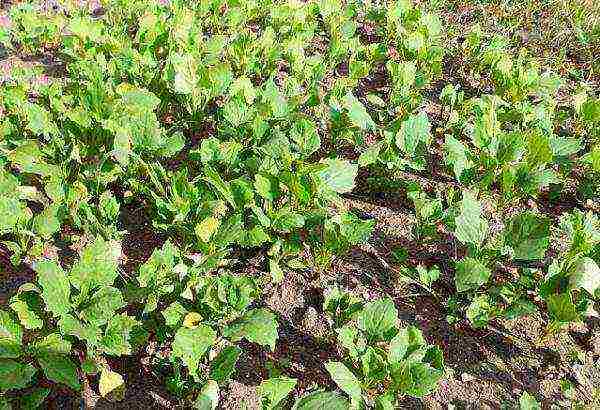 aster long-term planting and care in the open field in the fall