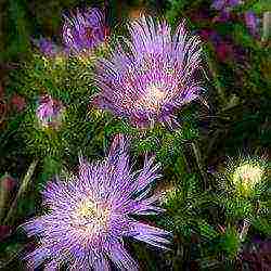 aster long-term planting and care in the open field in the fall