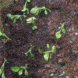 aster long-term planting and care in the open field in the fall