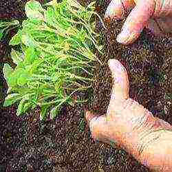 aster long-term planting and care in the open field in the fall