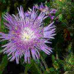 aster long-term planting and care in the open field in the fall