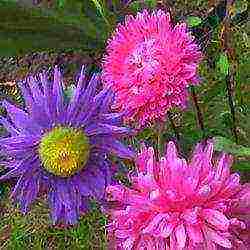 aster long-term planting and care in the open field in the fall