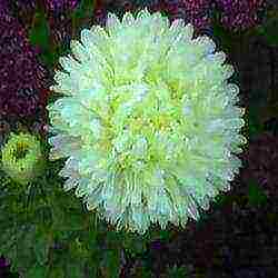 aster long-term planting and care in the open field in the fall