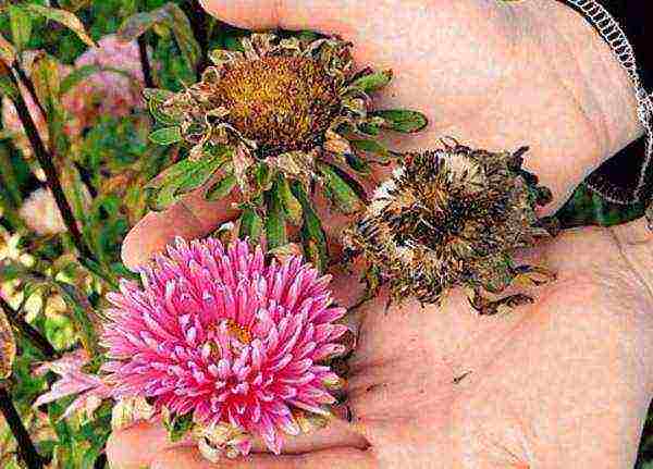 aster long-term planting and care in the open field in the fall