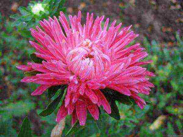 aster long-term planting and care in the open field in the fall