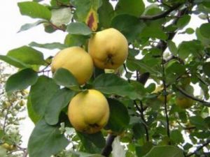 quince the best varieties