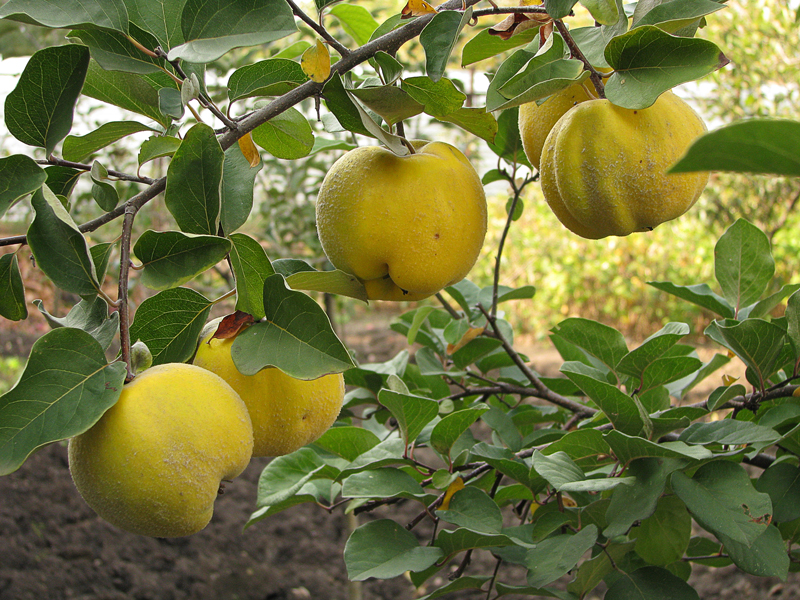 quince the best varieties