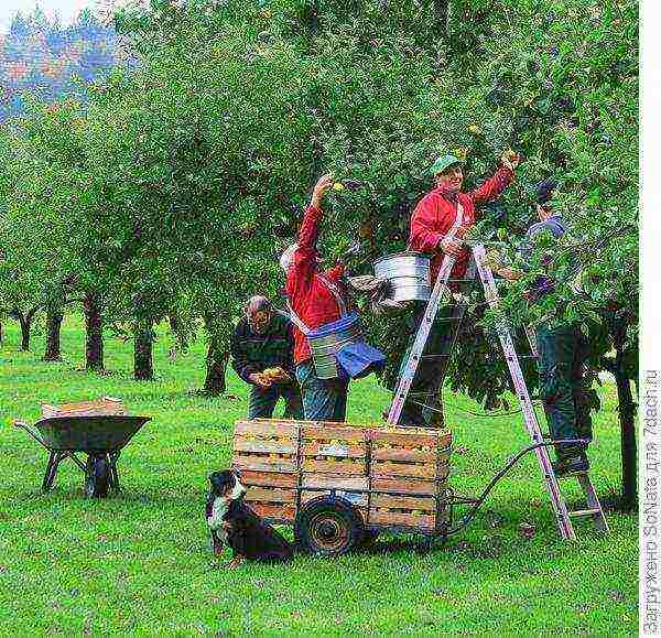 quince best varieties