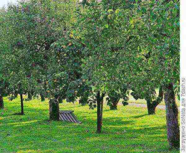 quince the best varieties