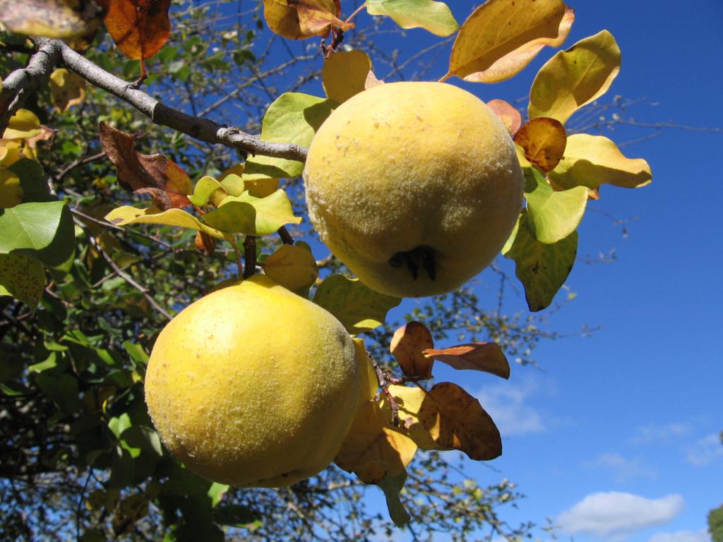 quince the best varieties