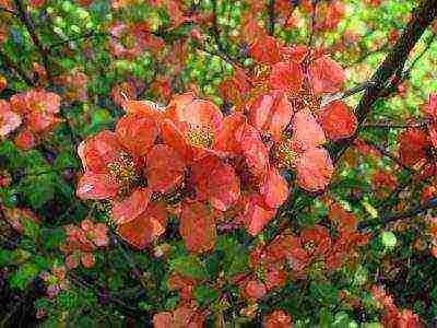 Japanese quince planting and care in the open field in the Urals