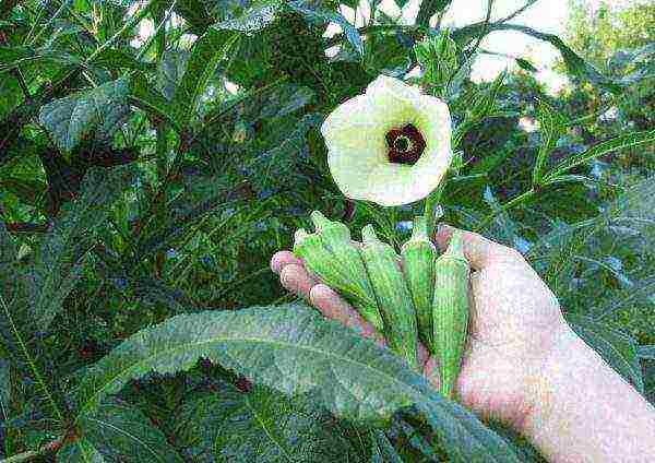 okra best varieties