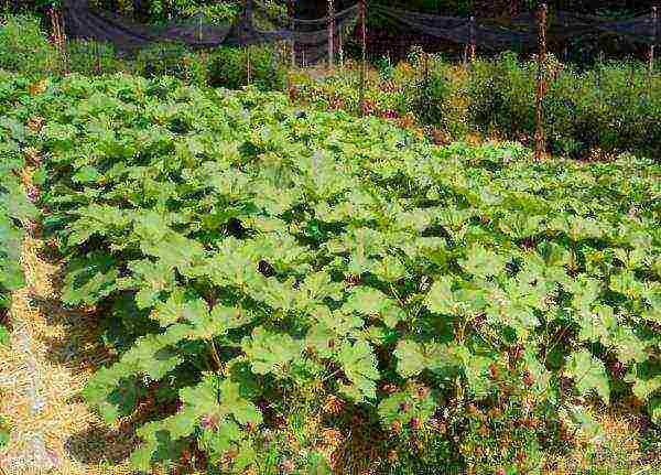 okra best varieties