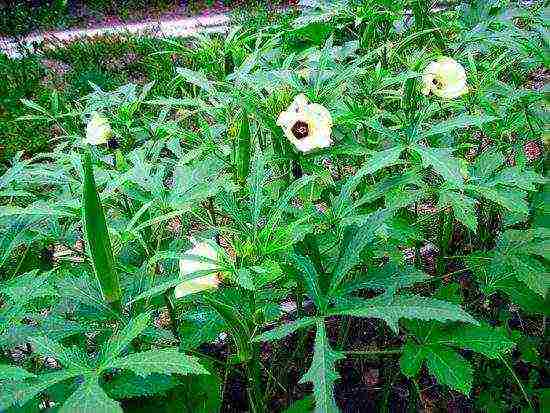 okra best varieties