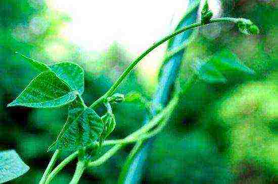 okra best varieties