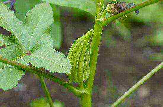 okra best varieties