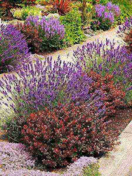 barberry tunberg red rocket planting and care in the open field