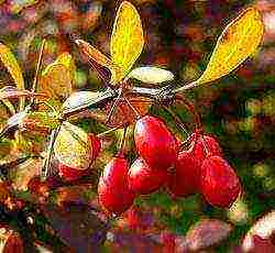 barberry tunberg จรวดแดง ปลูกและดูแลในทุ่งโล่ง