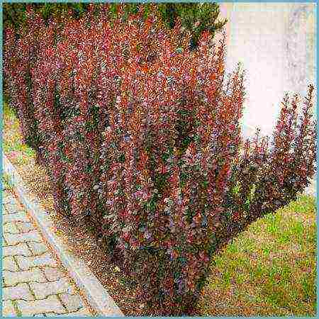 barberry tunberg red rocket planting and care in the open field