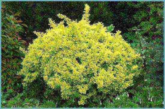 barberry tunberg red rocket planting and care in the open field