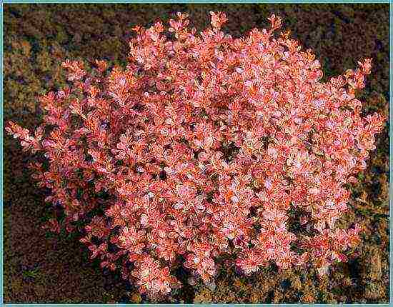 barberry tunberg red rocket planting and care in the open field