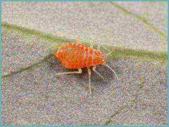 barberry tunberg จรวดแดง ปลูกและดูแลในทุ่งโล่ง