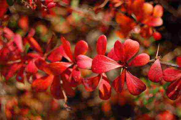 barberry tunberg จรวดแดง ปลูกและดูแลในทุ่งโล่ง