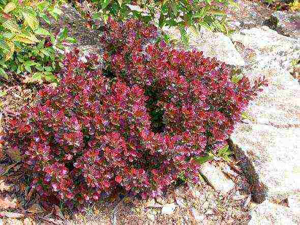 barberry tunberg จรวดแดง ปลูกและดูแลในทุ่งโล่ง