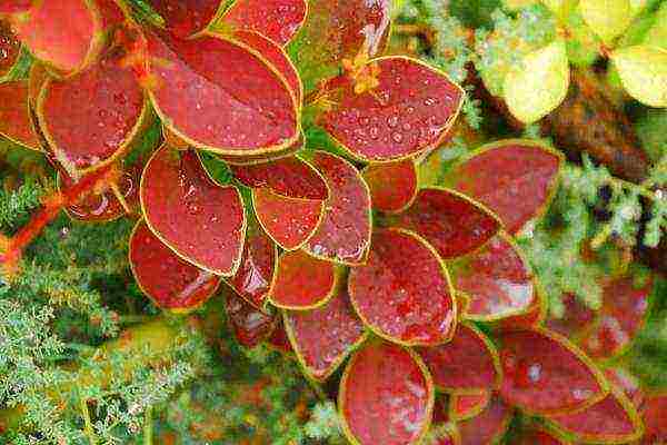 barberry tunberg จรวดแดง ปลูกและดูแลในทุ่งโล่ง