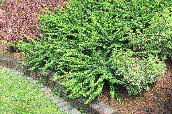 barberry tunberg red rocket planting and care in the open field