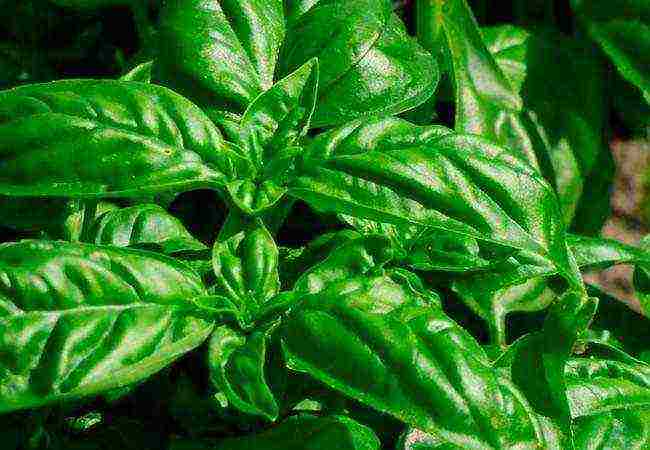 basil best varieties