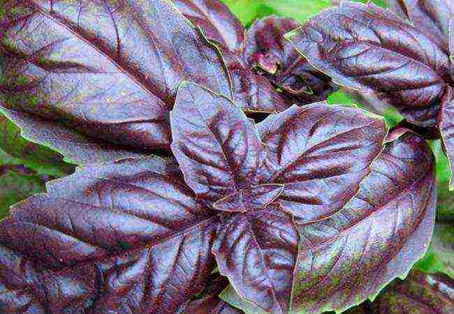 basil best varieties