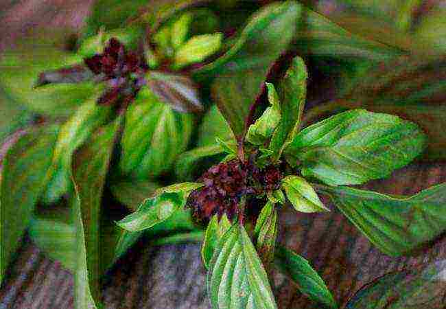 basil best varieties