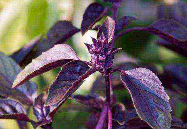 basil best varieties