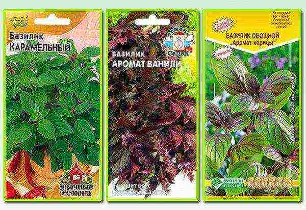 basil best varieties