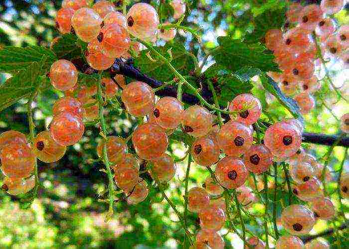 white currant best varieties