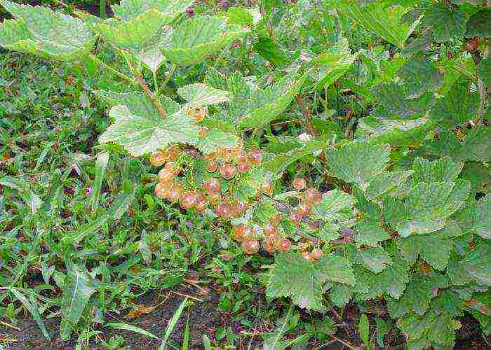 white currant best varieties